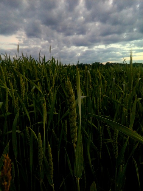 food, crop वॉलपेपर