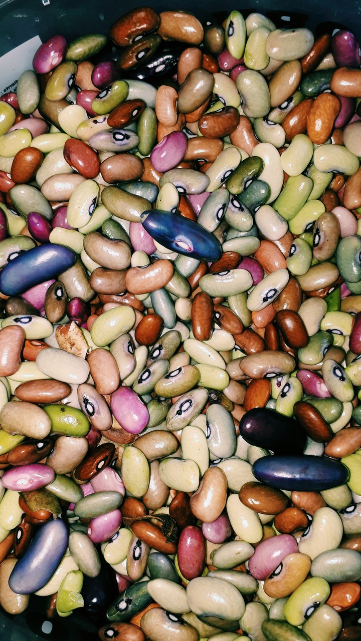 haricots