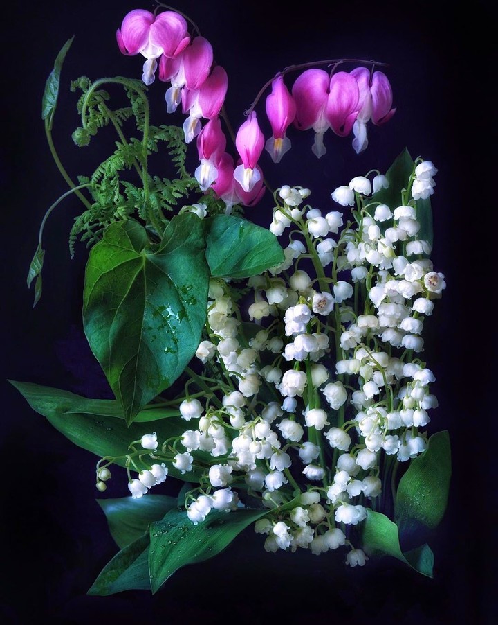 Bleeding heart & Lily of the valley