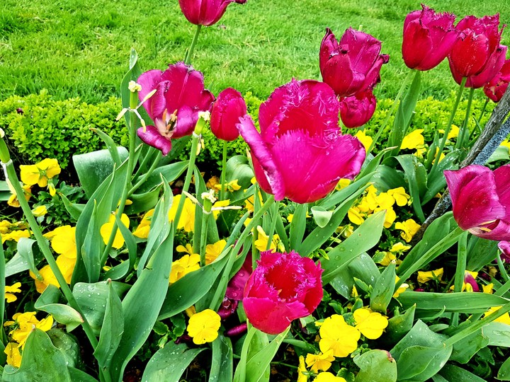 Ottoman tulips