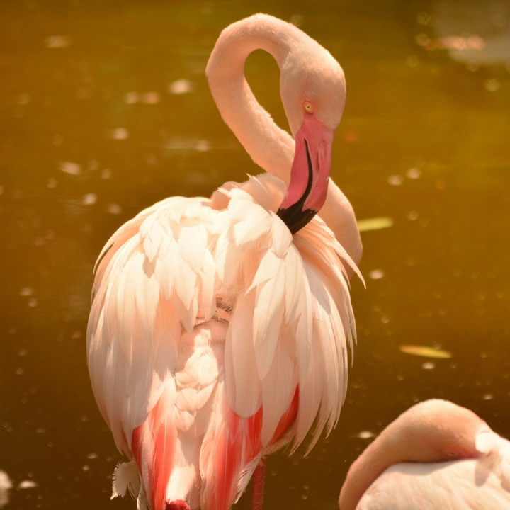 Flamingo Love