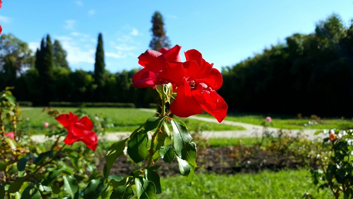 flower