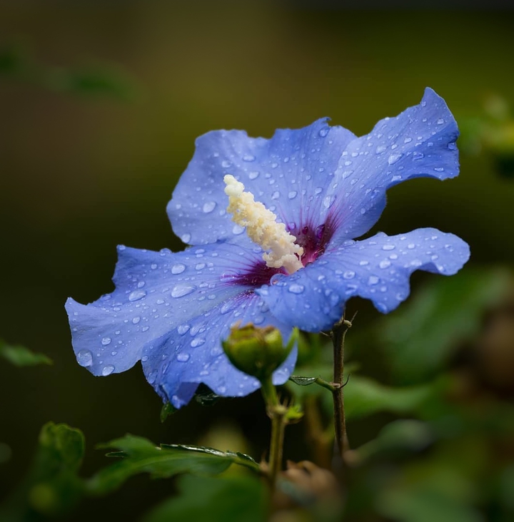 Drops