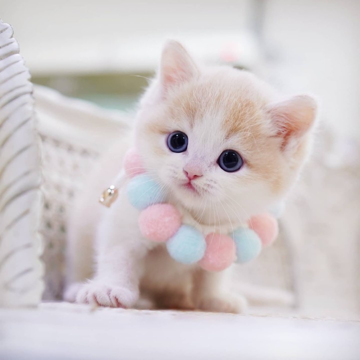 Kitty ♡_♡