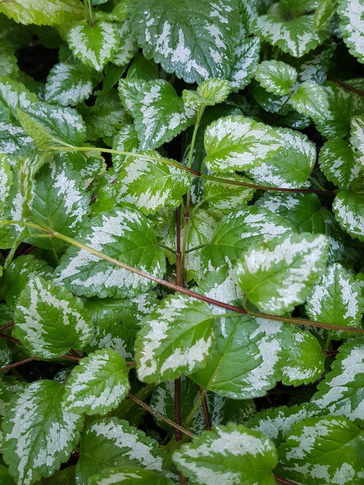 Green leaf