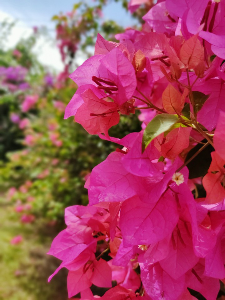 Bougainvillea