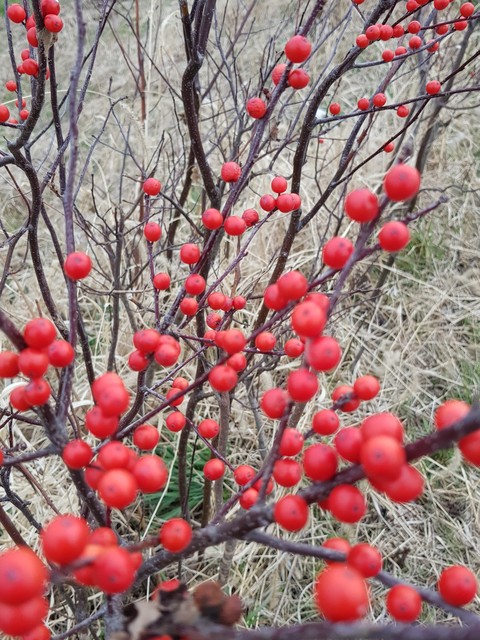 sfondi tree, berry