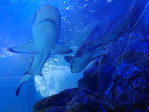 Acuario de Benalmádena Beach