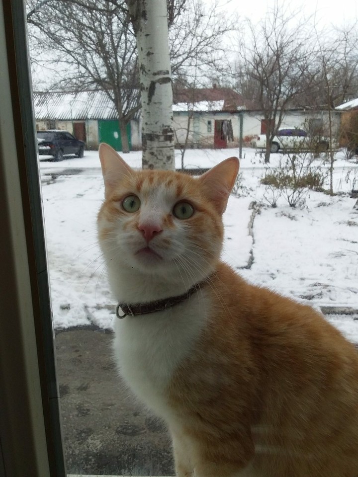 Кот