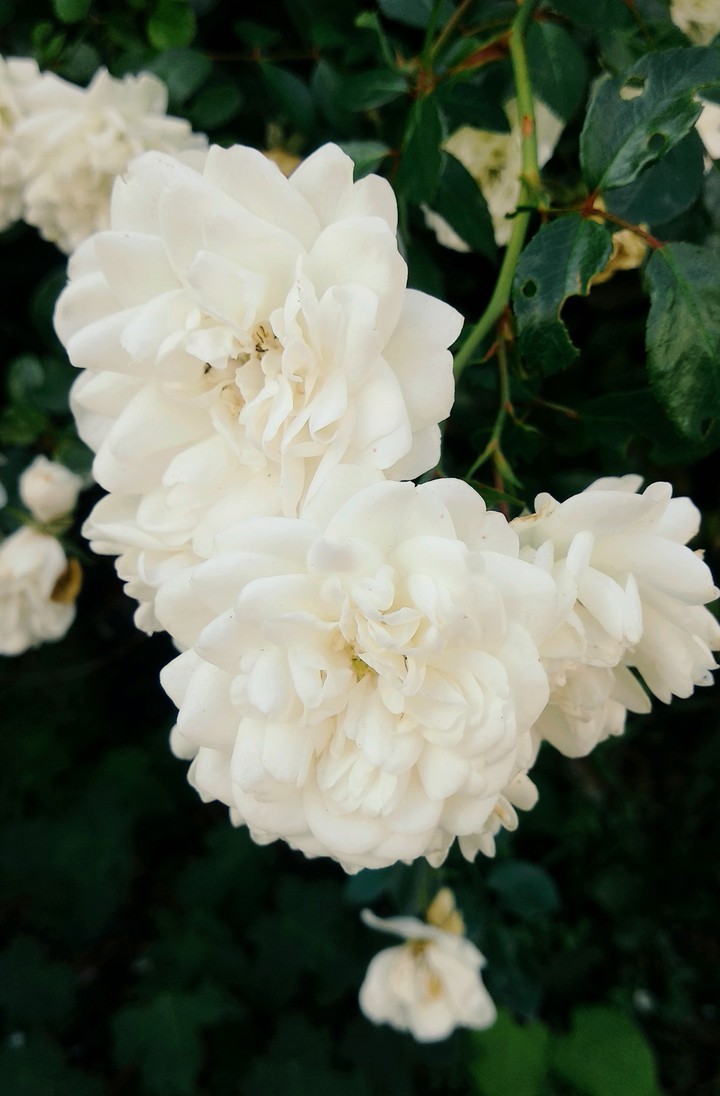 white roses