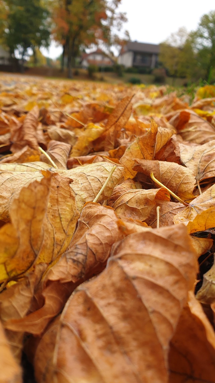autumn