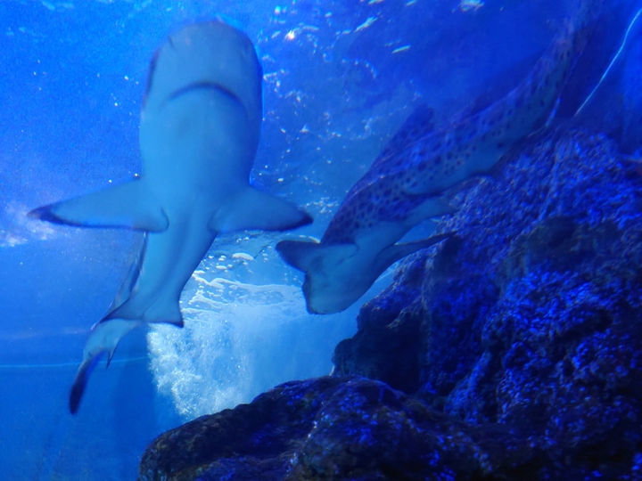 Acuario de Benalmádena Beach