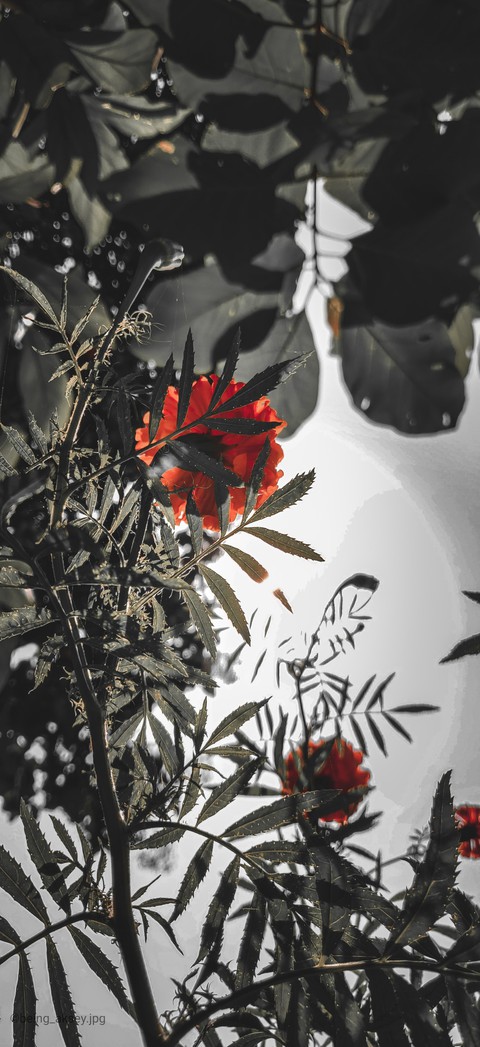 Marigold flower