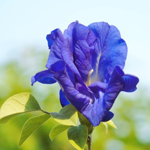 sfondi sky, petal