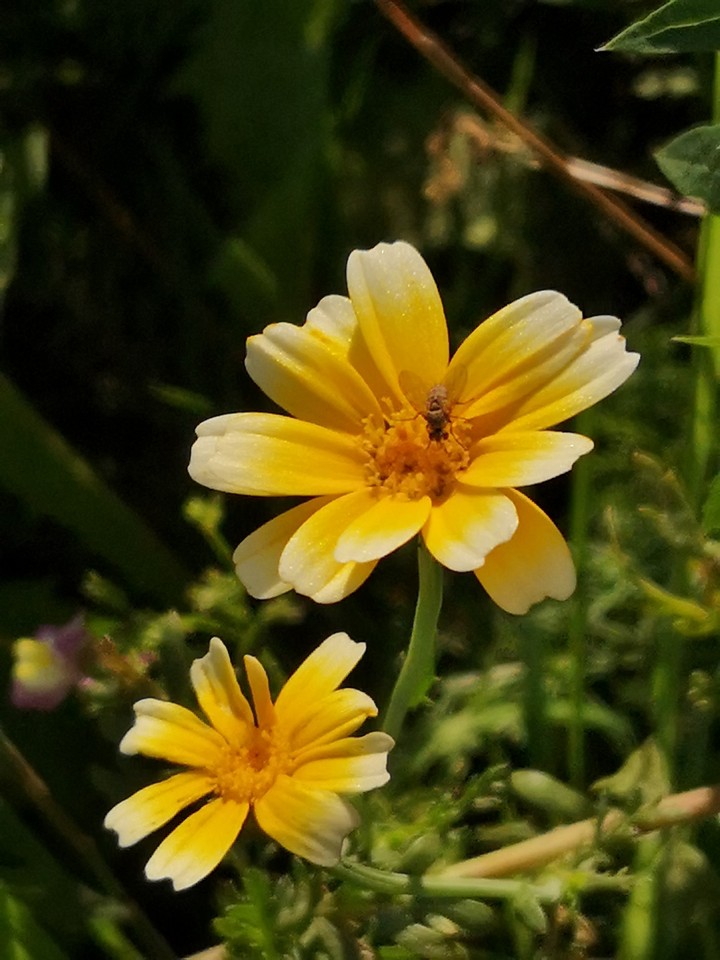 gelbe Blüten