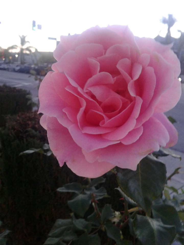 Pink Rose