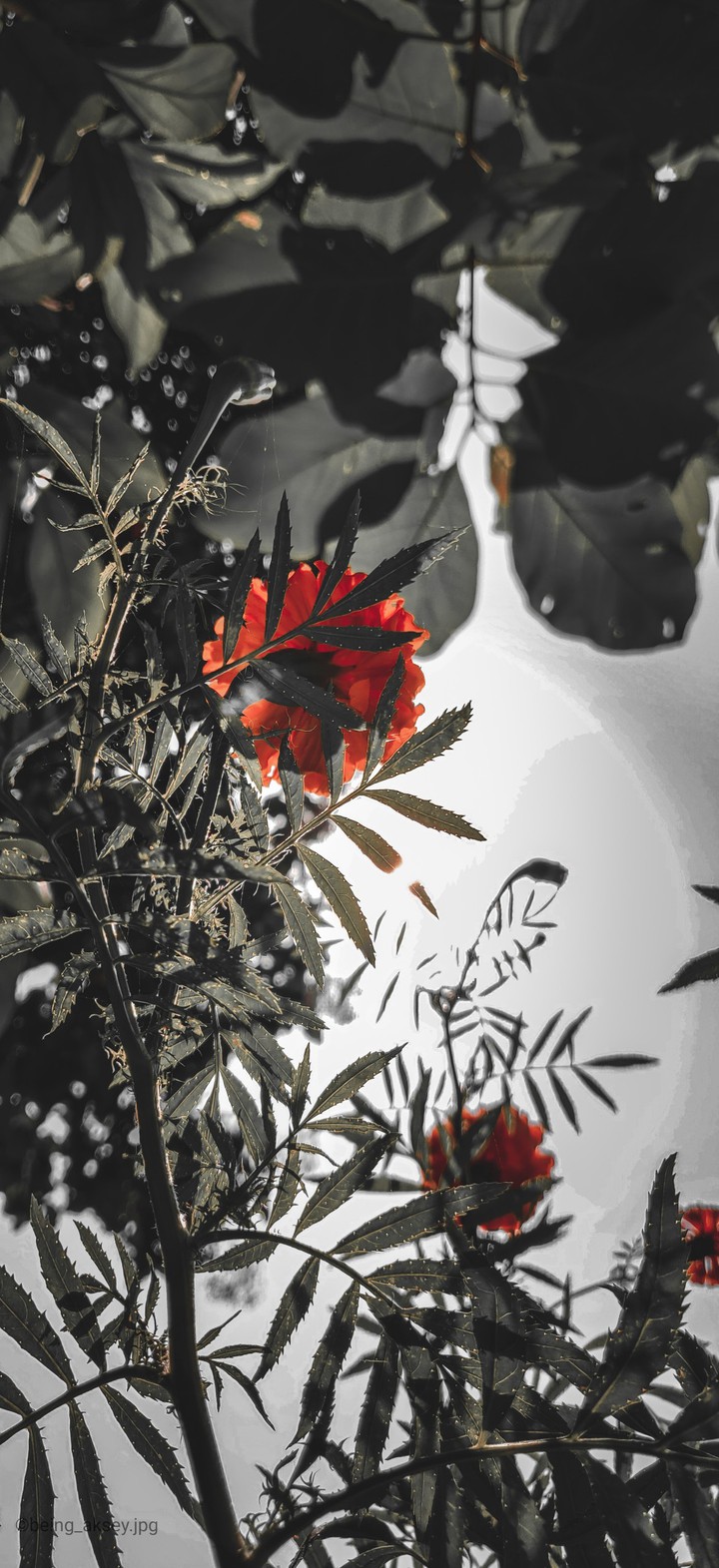 Marigold flower