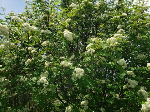 tree with flowers