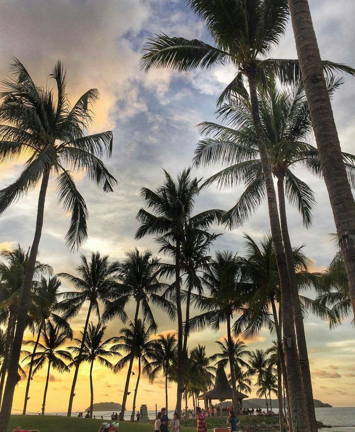 Sunset x Coconut Tree