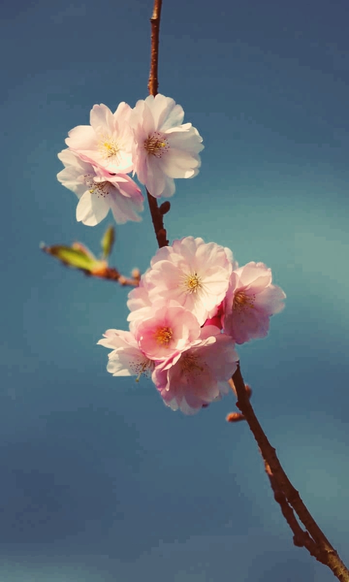 blossom