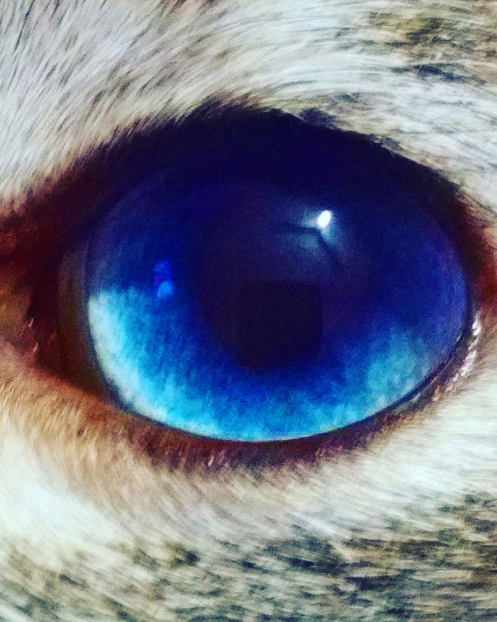olho do gato