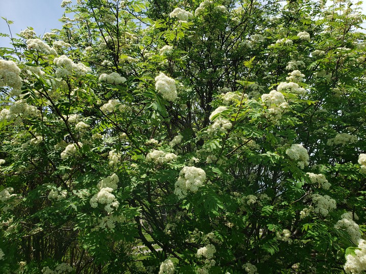 tree with flowers