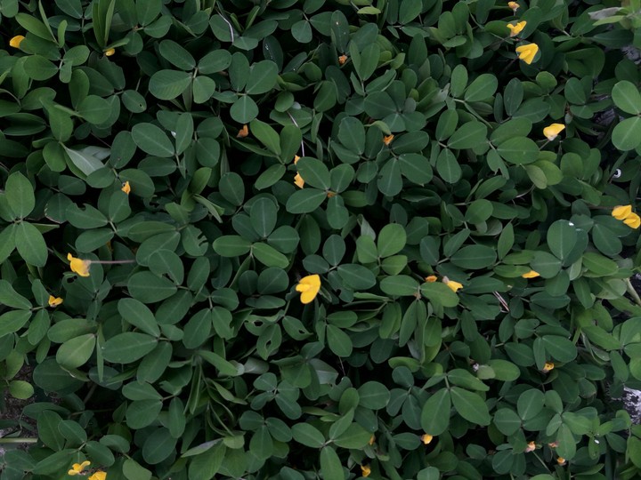 florzinhas amarelas 