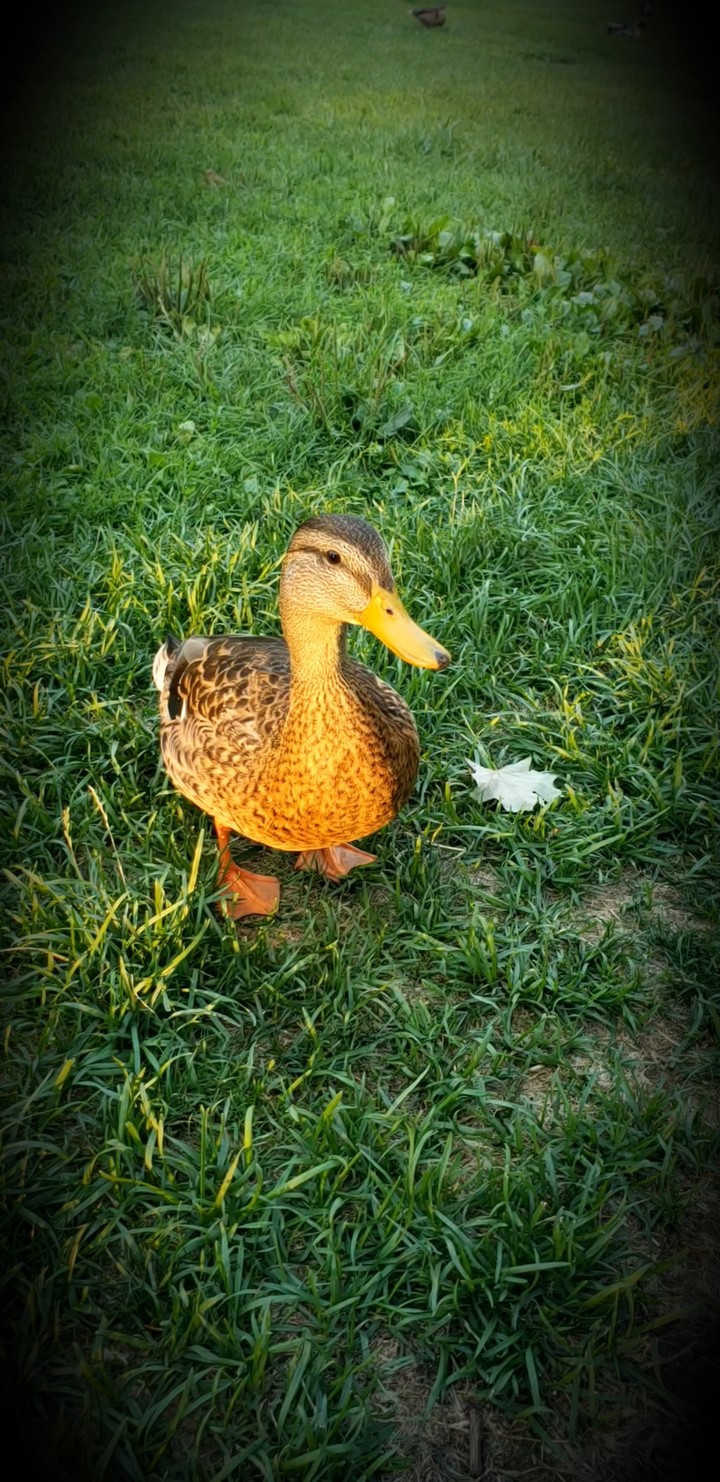 The Duck