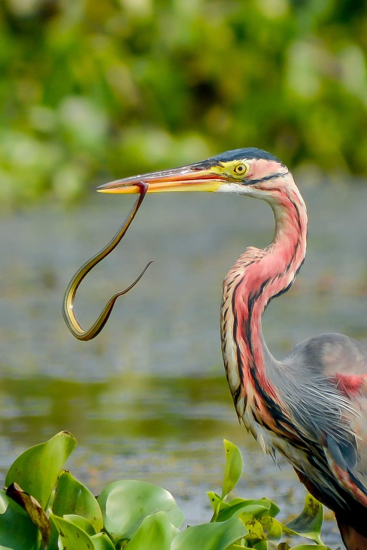 Crane