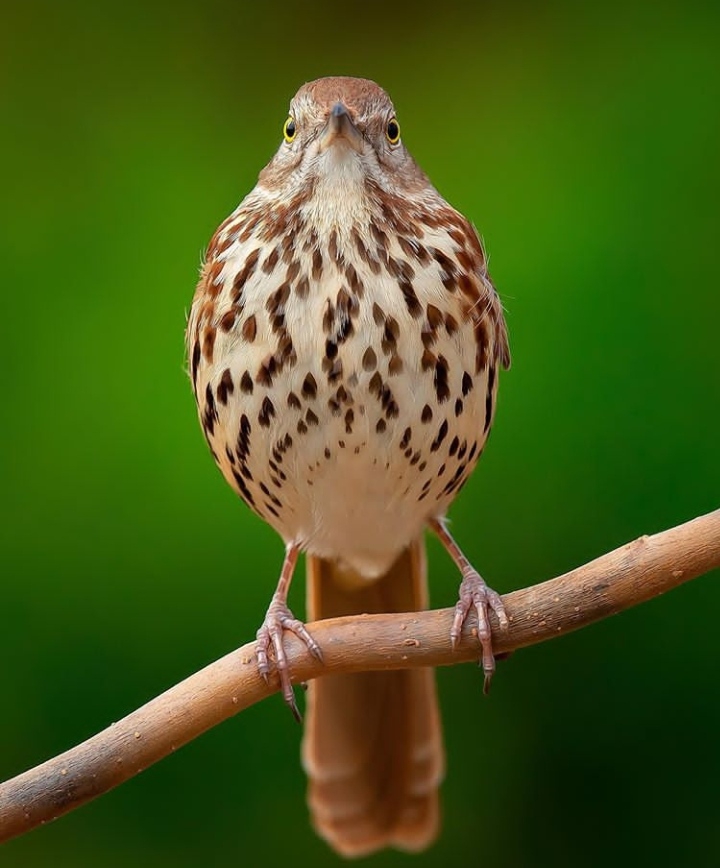 Bird