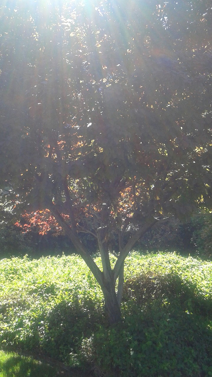 Tree Glistening in the Sunlight