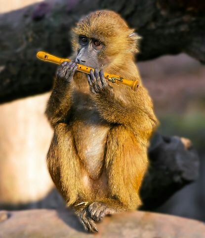 flute # monkey.