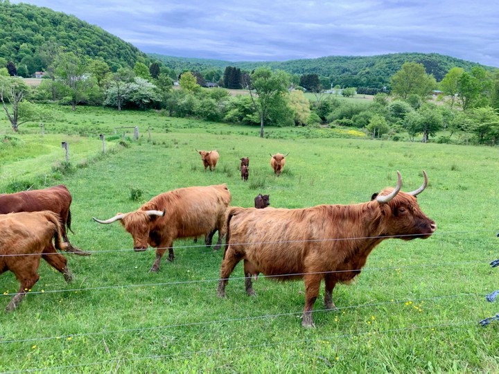 Cows in a WNY field