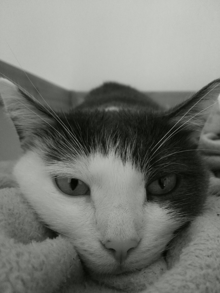 #mysweetcat