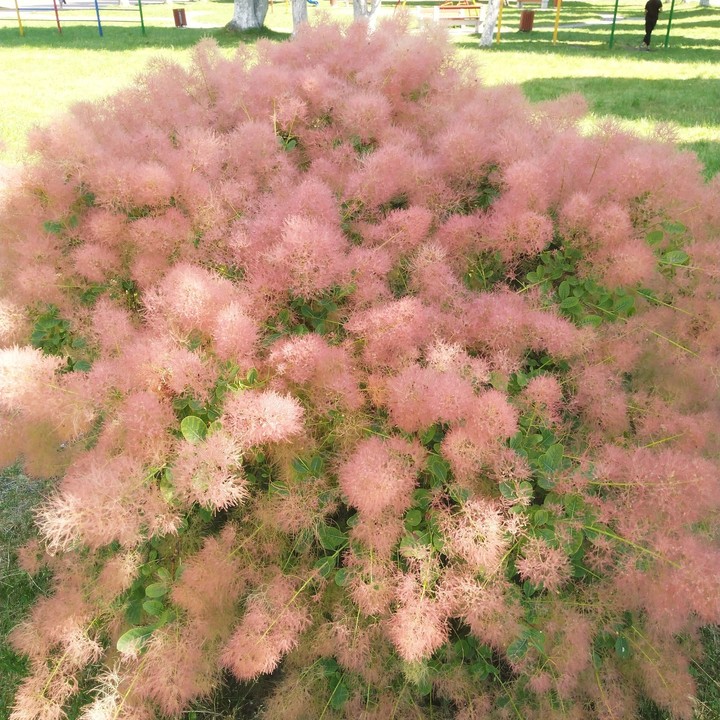 цветы