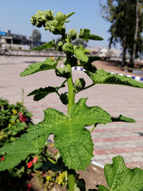 plant