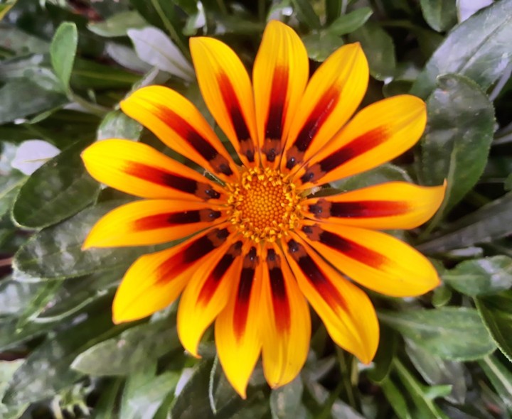 Blume