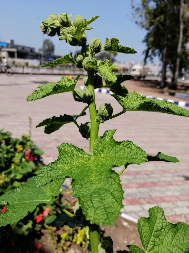 plant