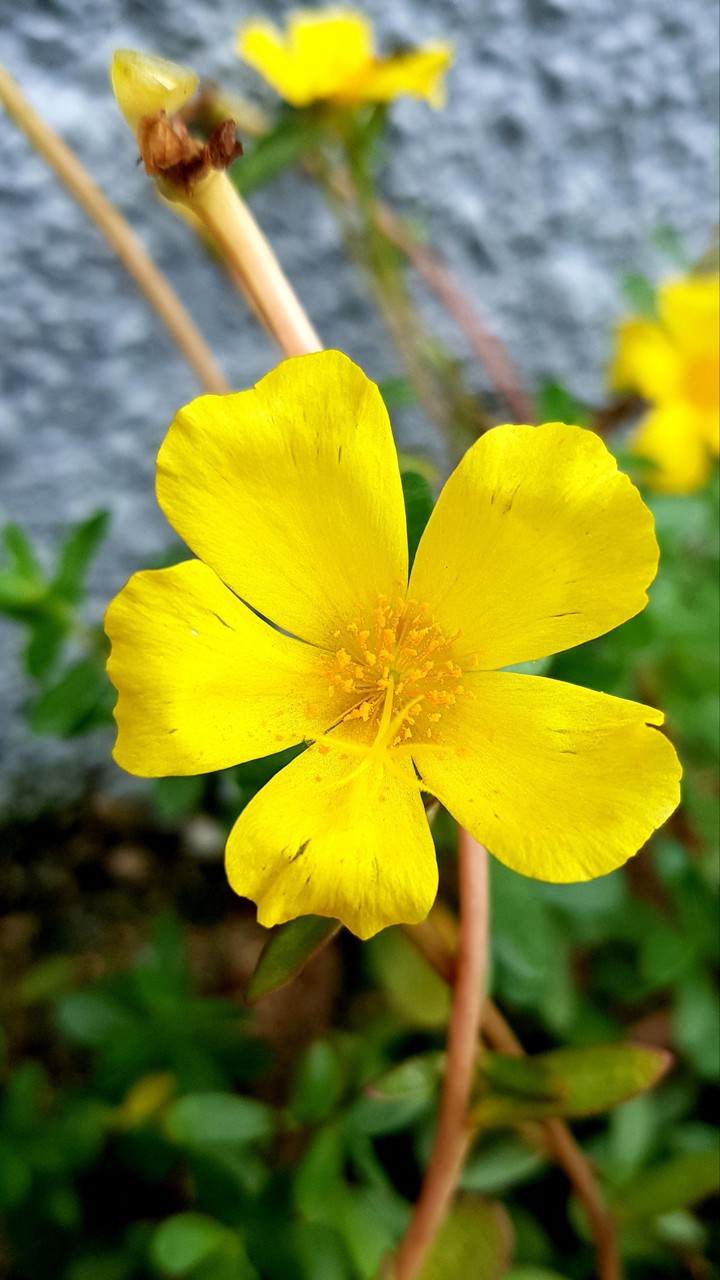Amarillo Intenso