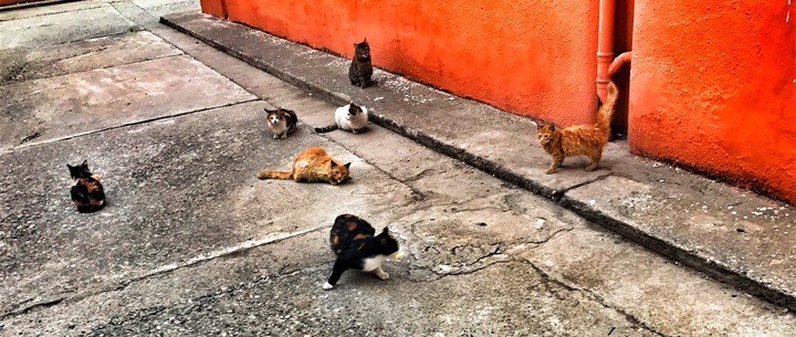 Street Life