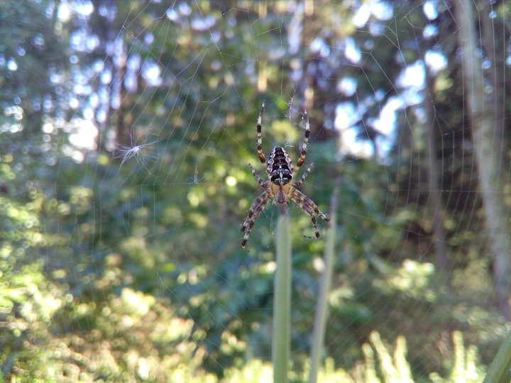 spyder