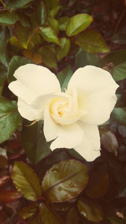 rosa% blanca