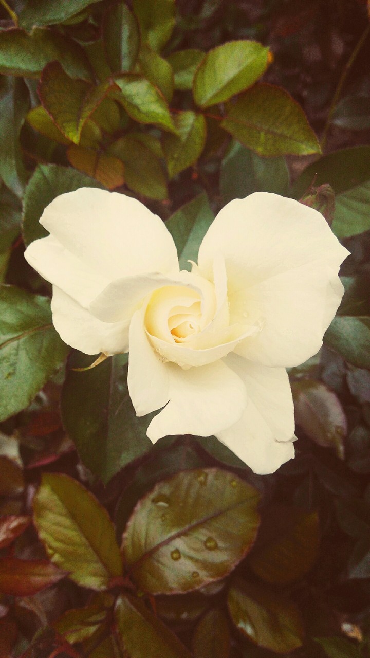 rosa% blanca