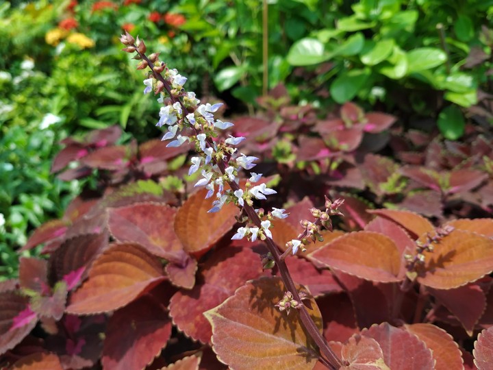 flowers