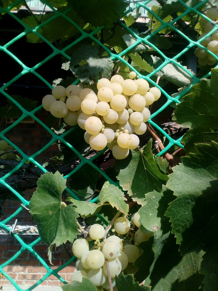 Grapes