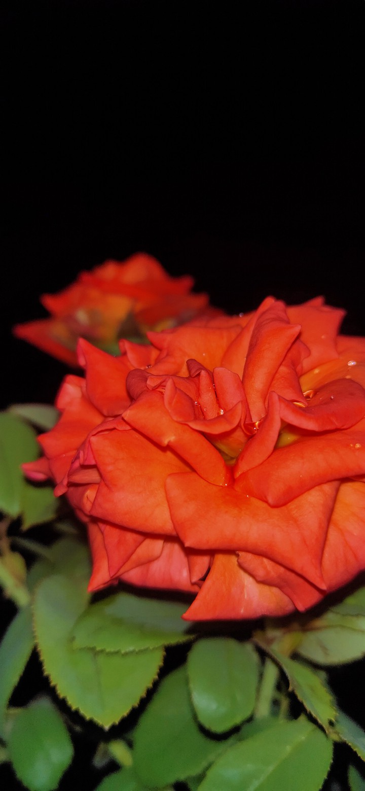 Rosa