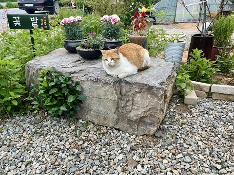 fonds d'écran cat, plant