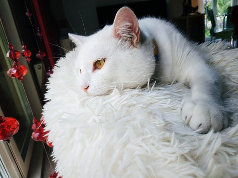 Bublik the cat