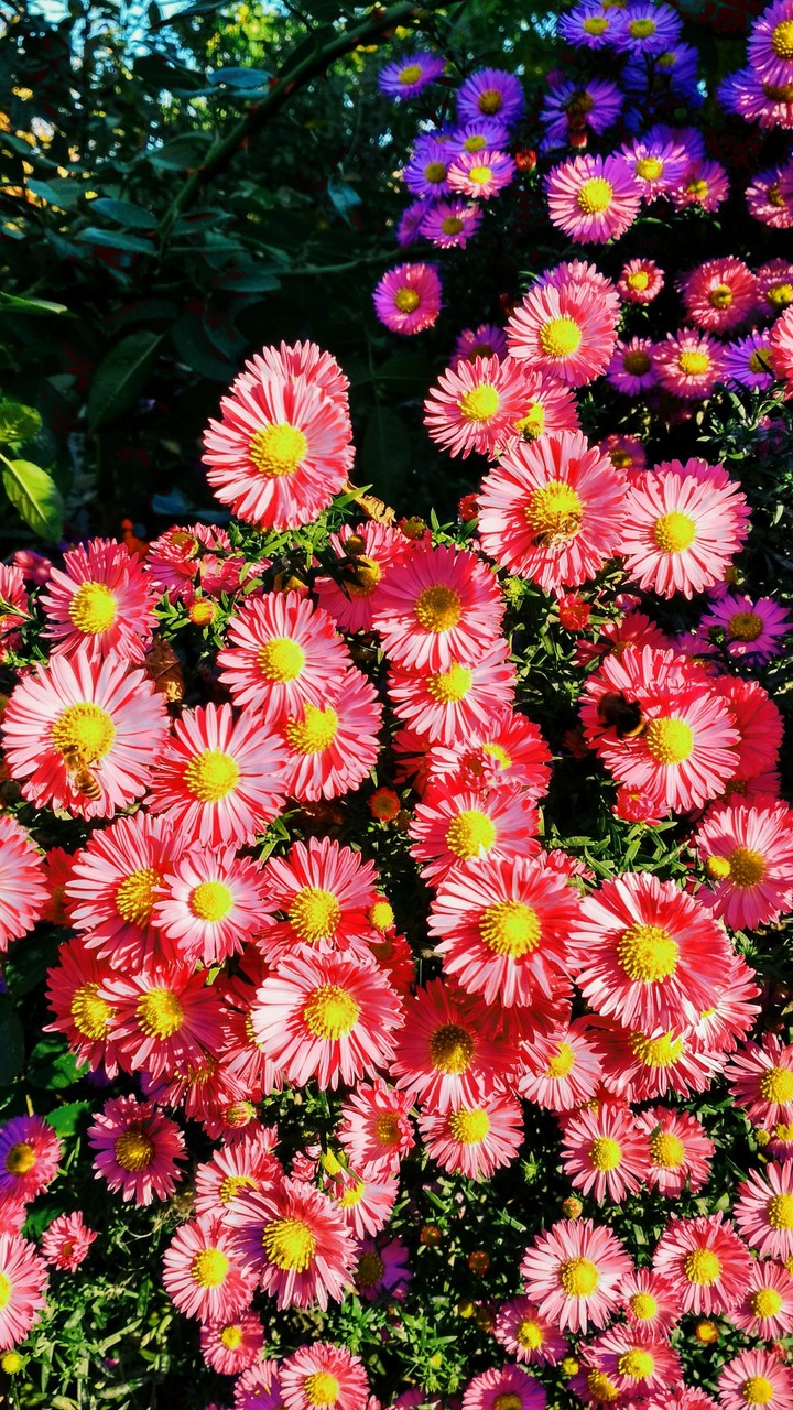 PINK NATURE