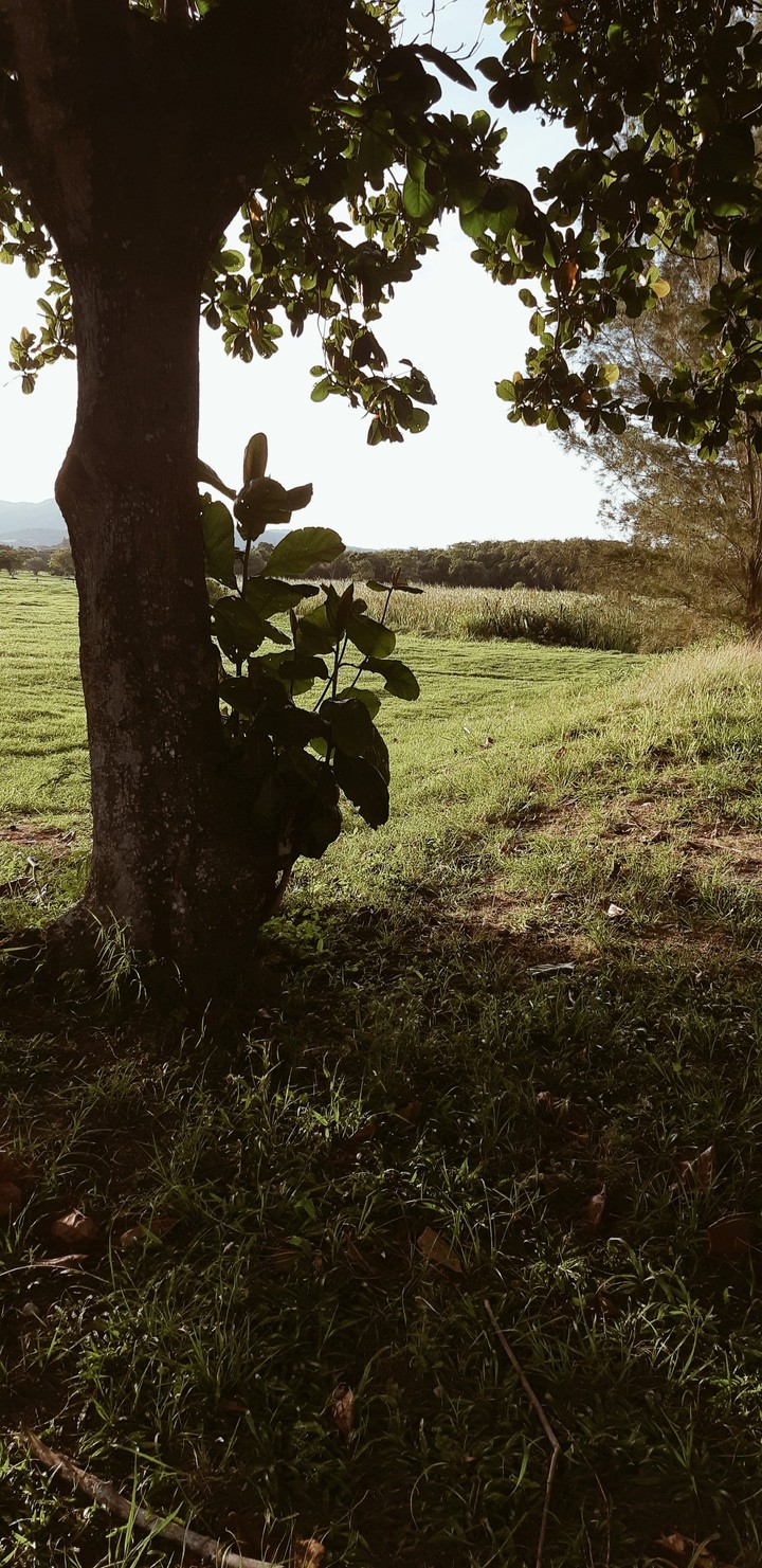 campo